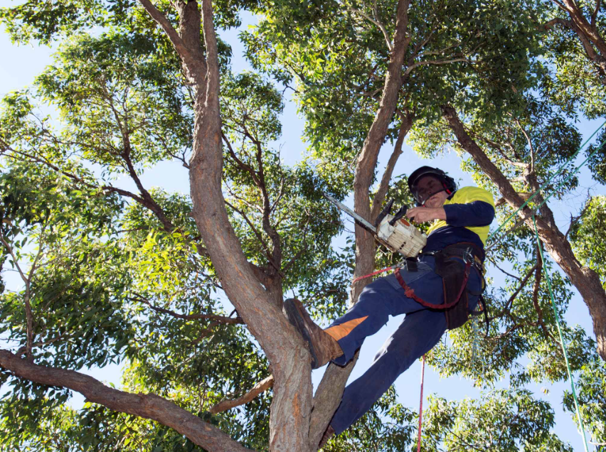 Sydney Tree Trimming