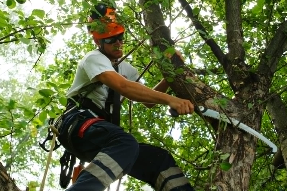 Sydney Tree Trimming